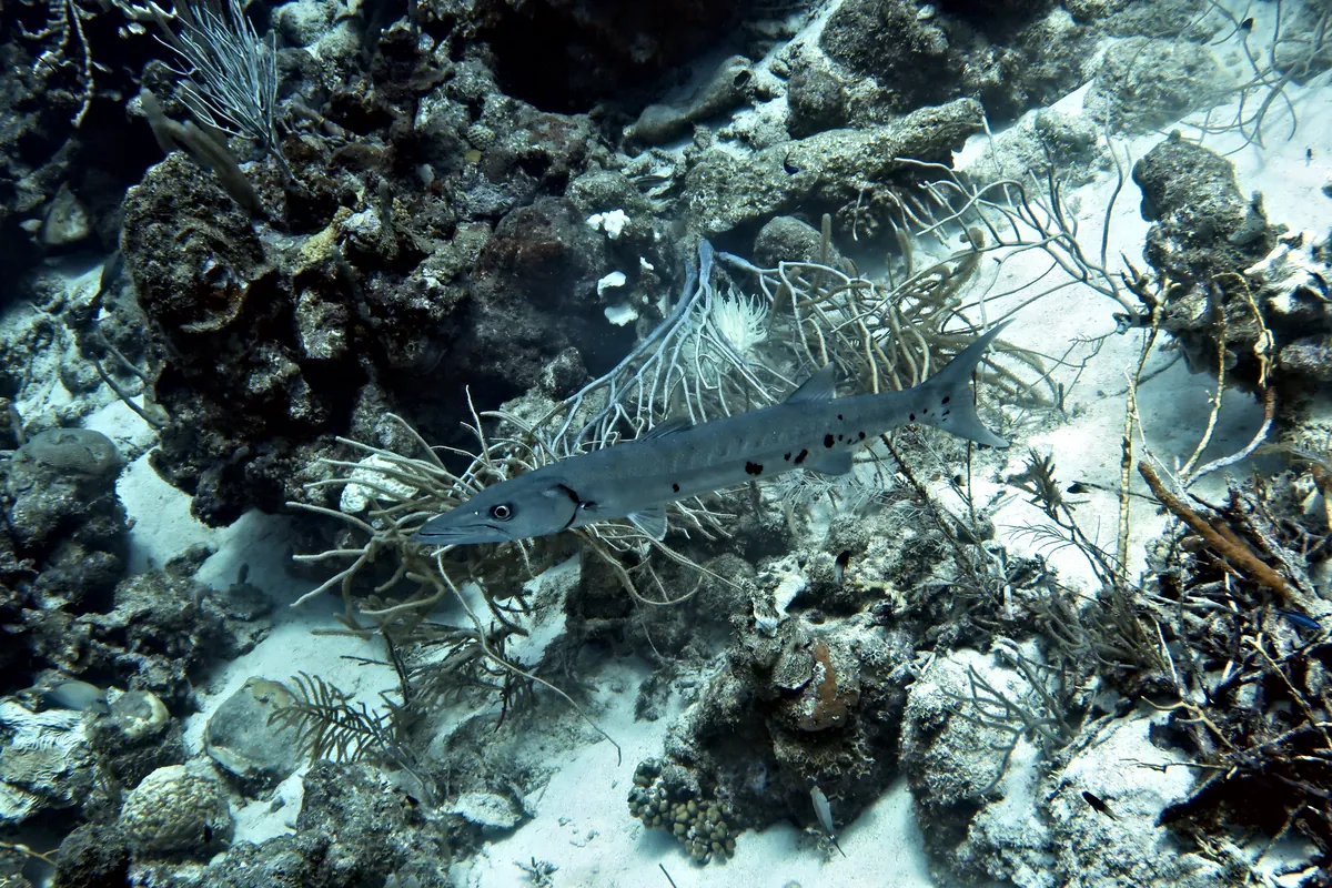 Great Barracuda