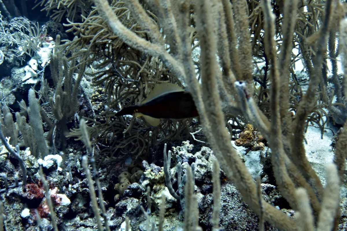 Whitespotted Filefish