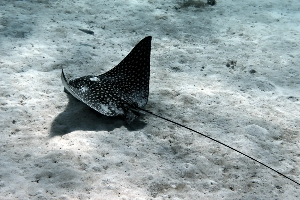 Spotted Eagle Ray
