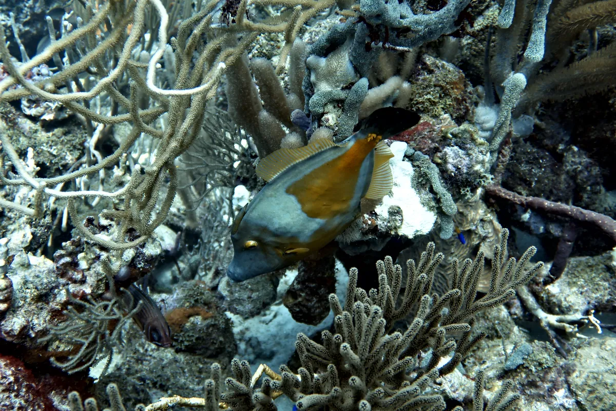 Whitespotted Filefish