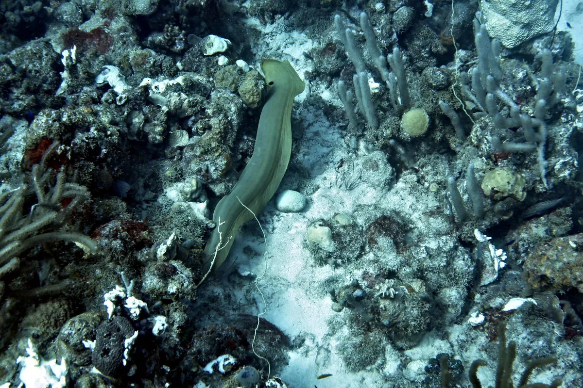 Green Moray