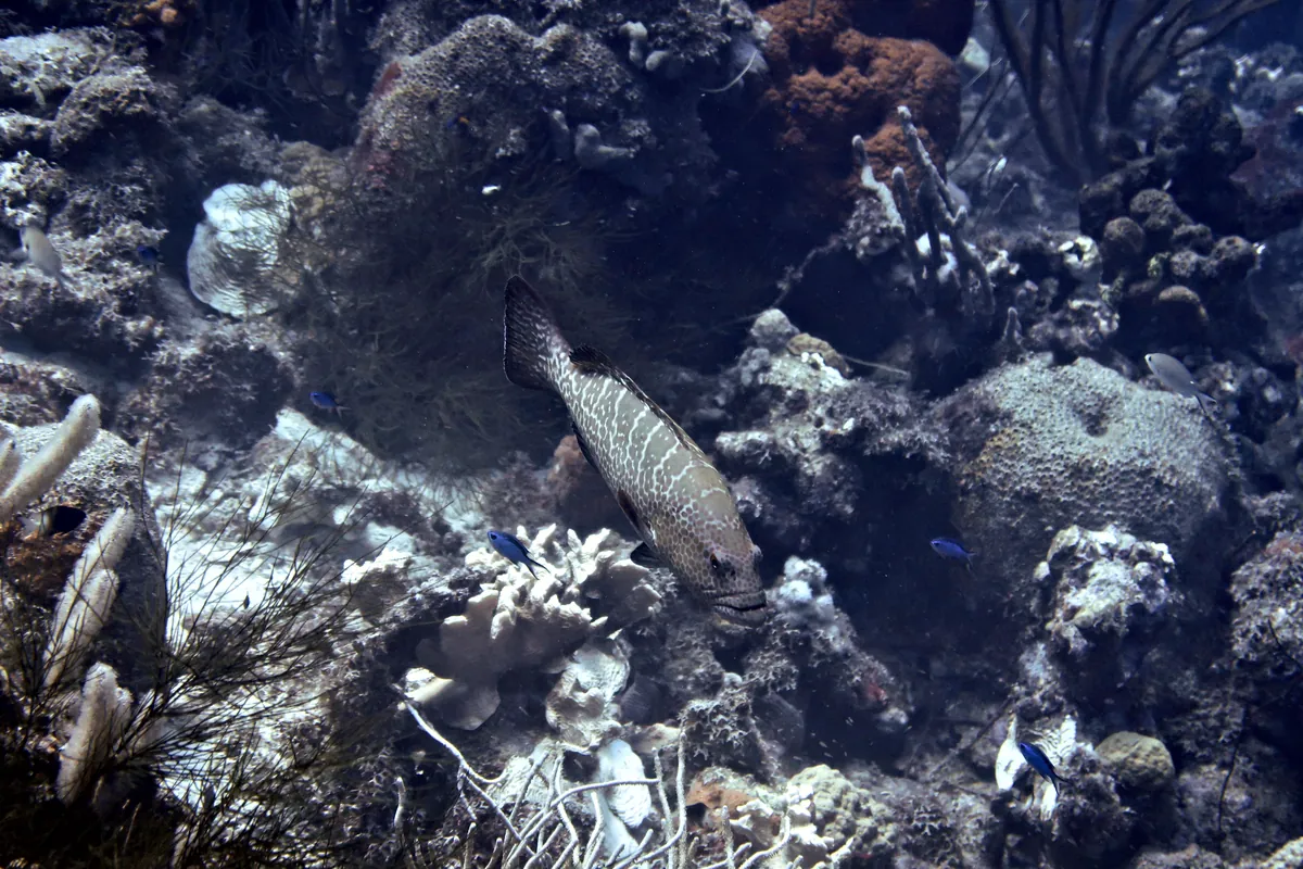 Tiger Grouper