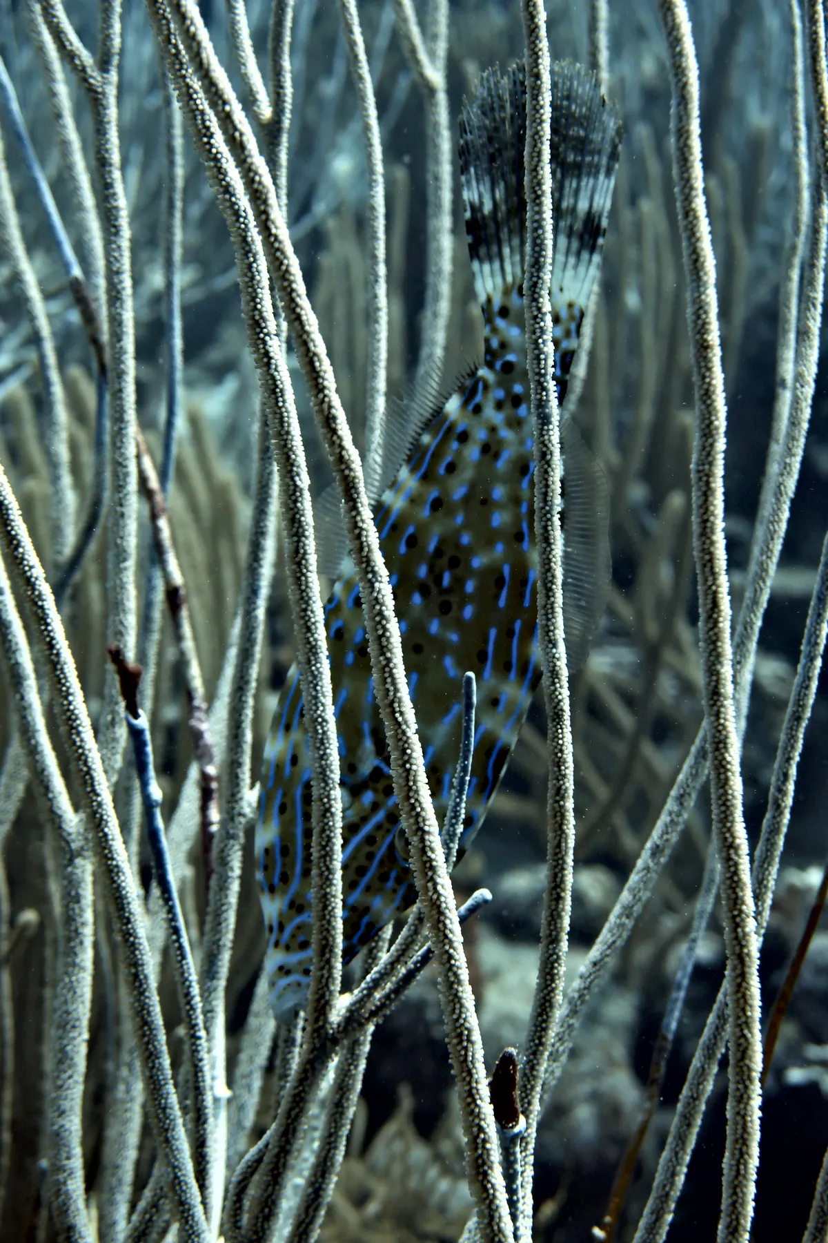Scrawled Filefish