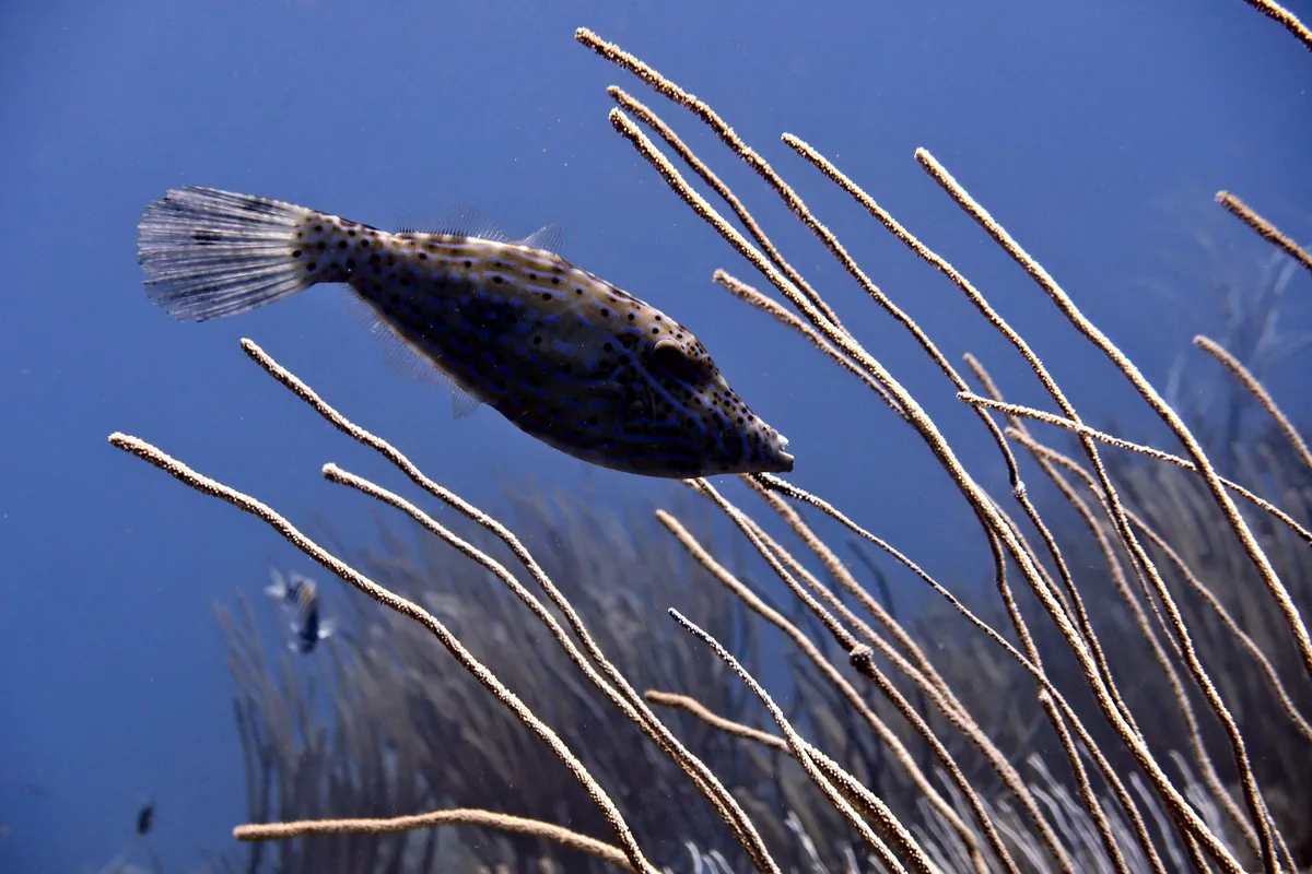 Scrawled Filefish