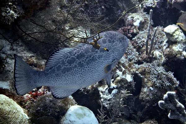 Yellowfin Grouper