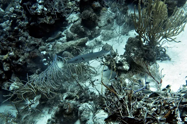 Hue Shift + Clarity (near)