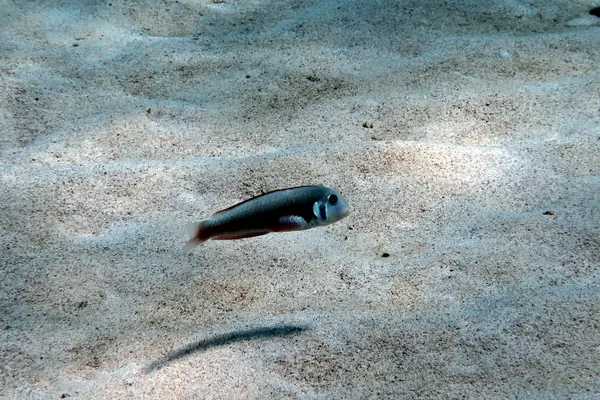 Rosy Razorfish