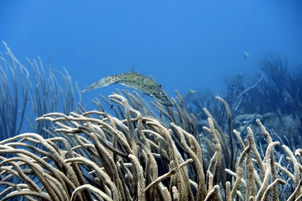 Hue Shift + Clarity (near)