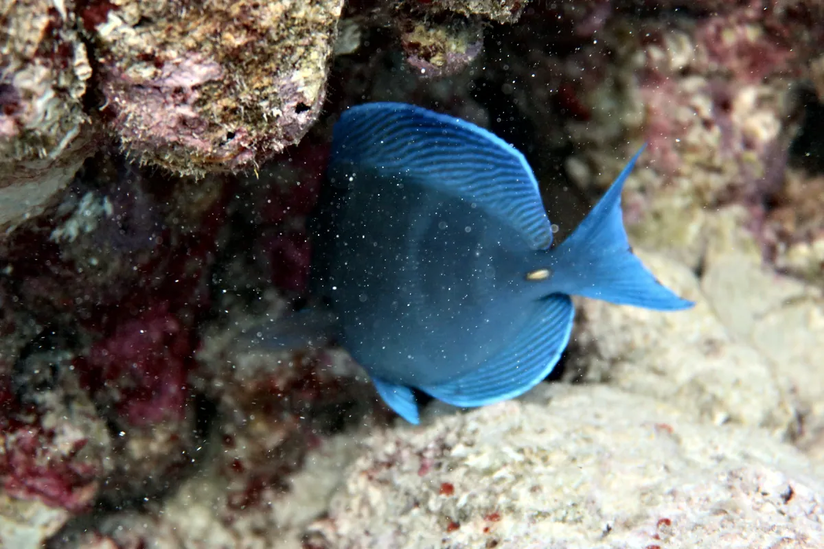Blue Tang