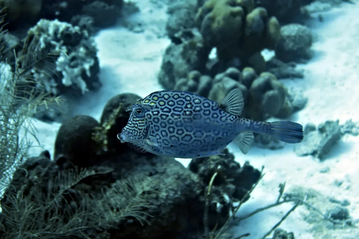 Honeycomb Cowfish