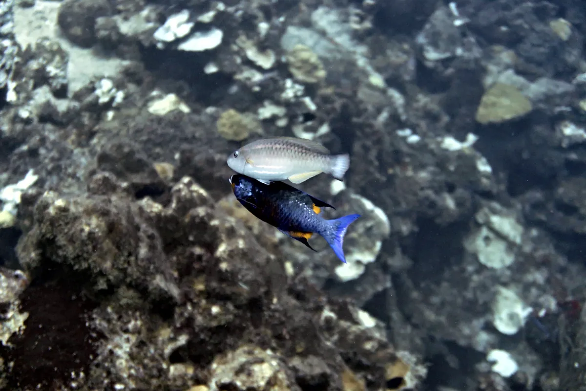Creole Wrasse