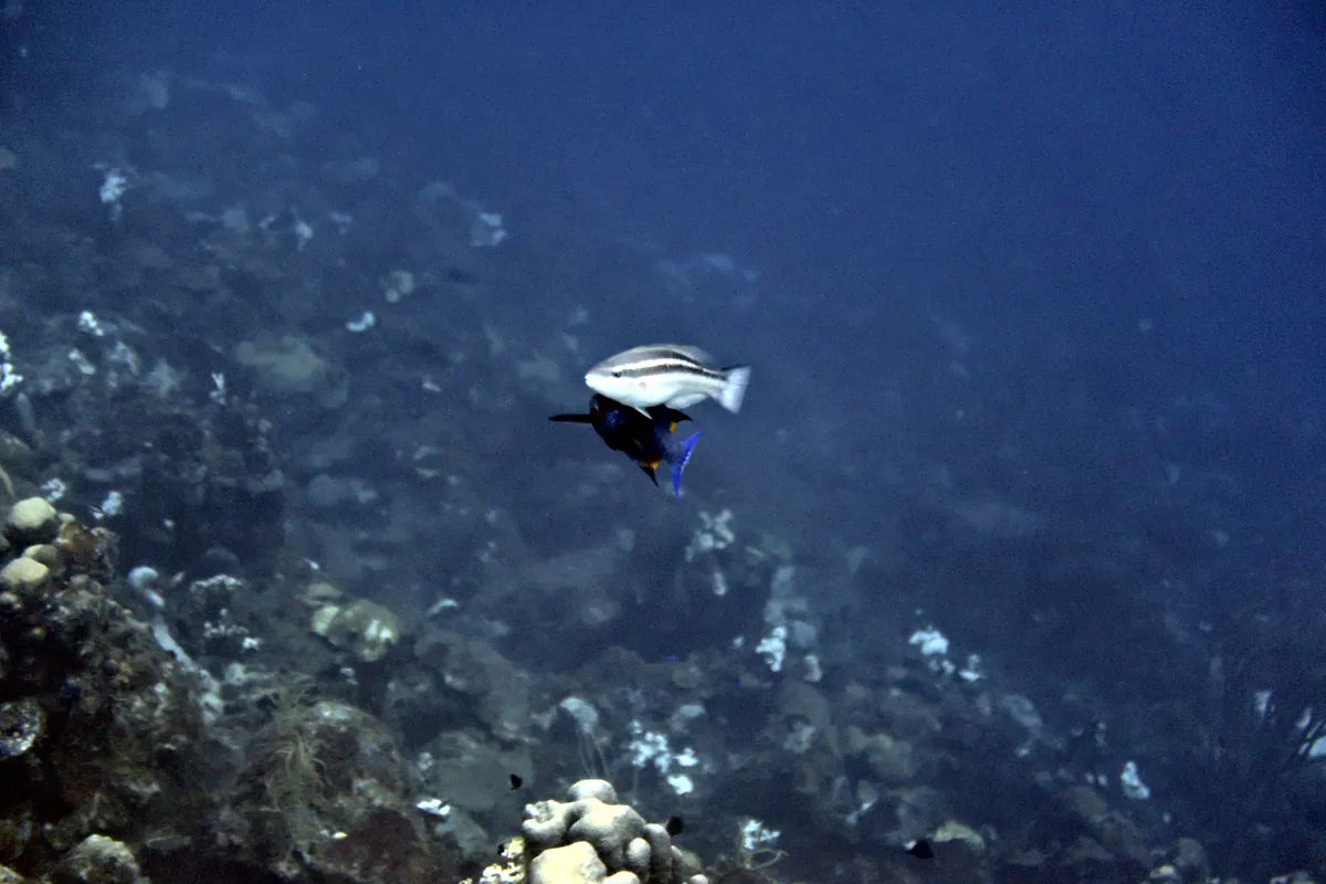 Princess Parrotfish