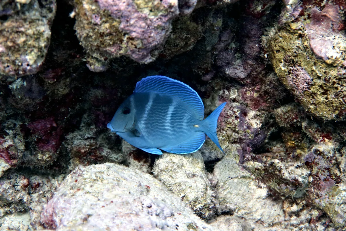 Blue Tang