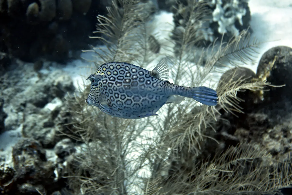 Honeycomb Cowfish