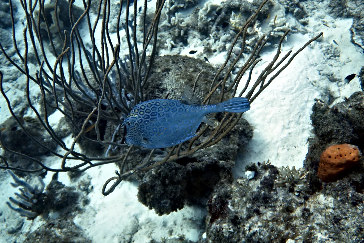 Honeycomb Cowfish