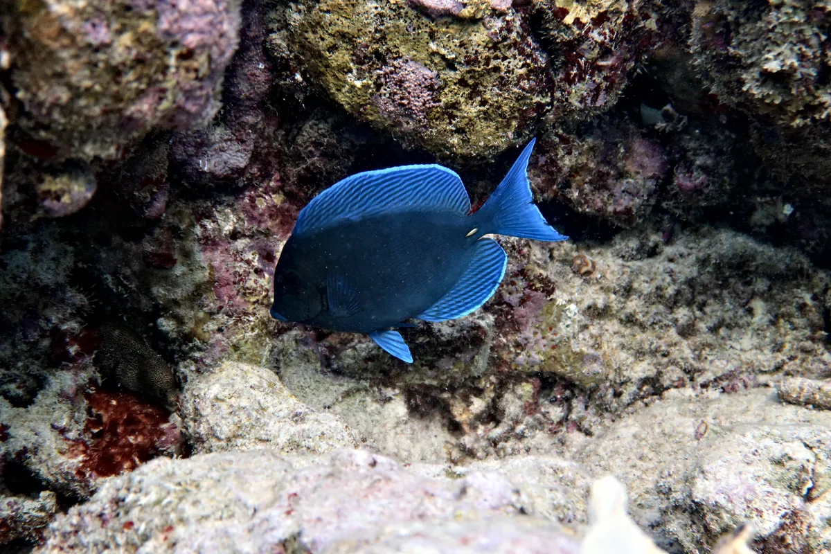 Blue Tang