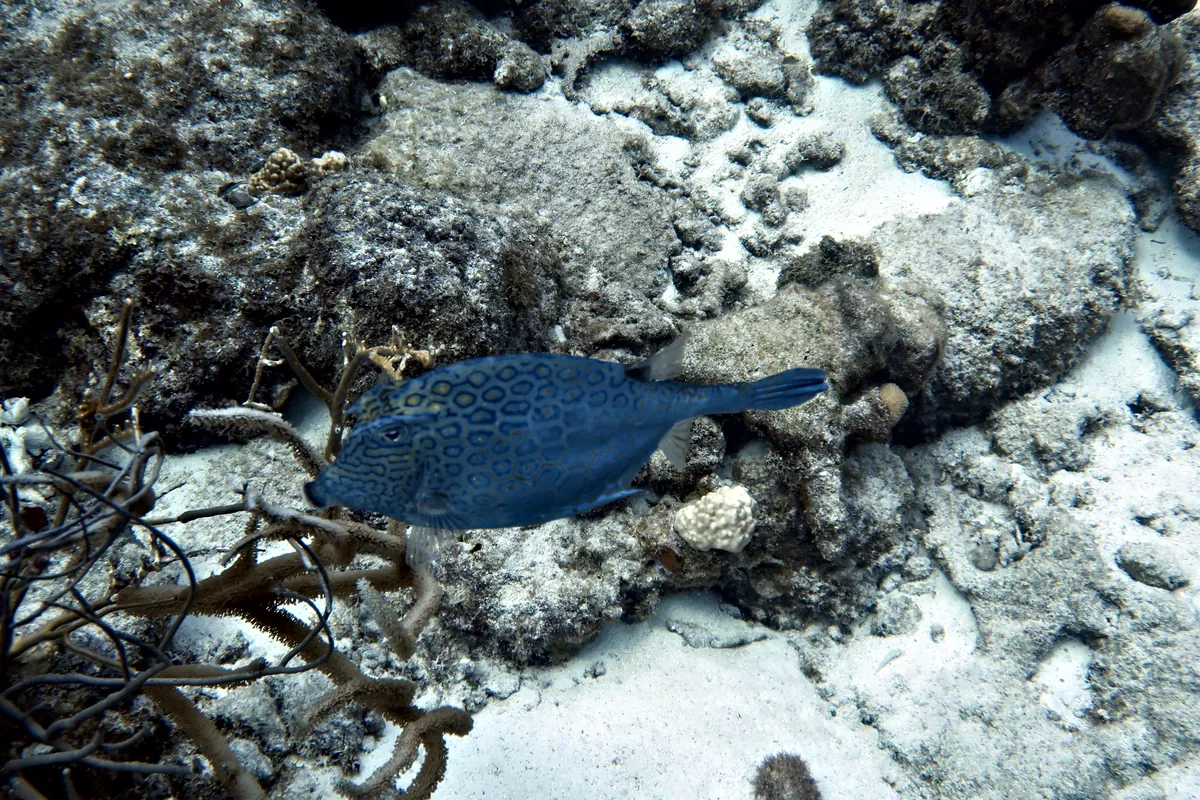 Honeycomb Cowfish