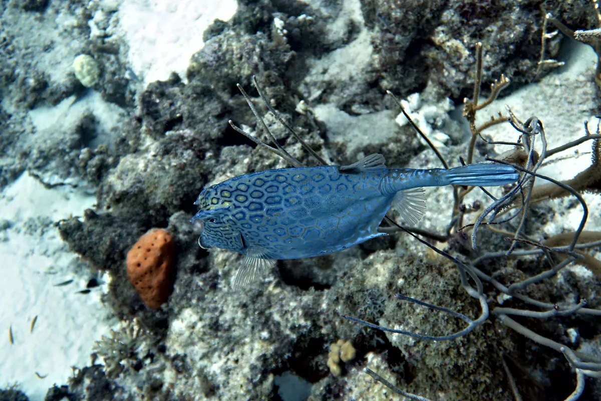 Honeycomb Cowfish