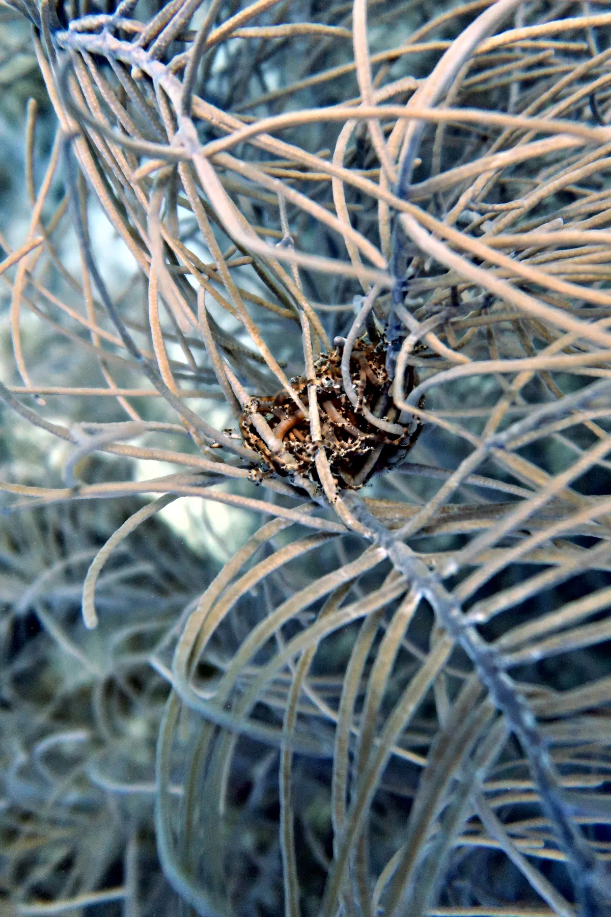 Giant Basket Star