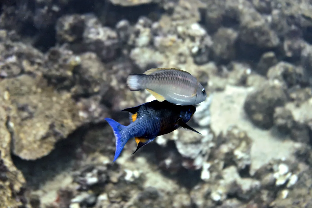 Creole Wrasse