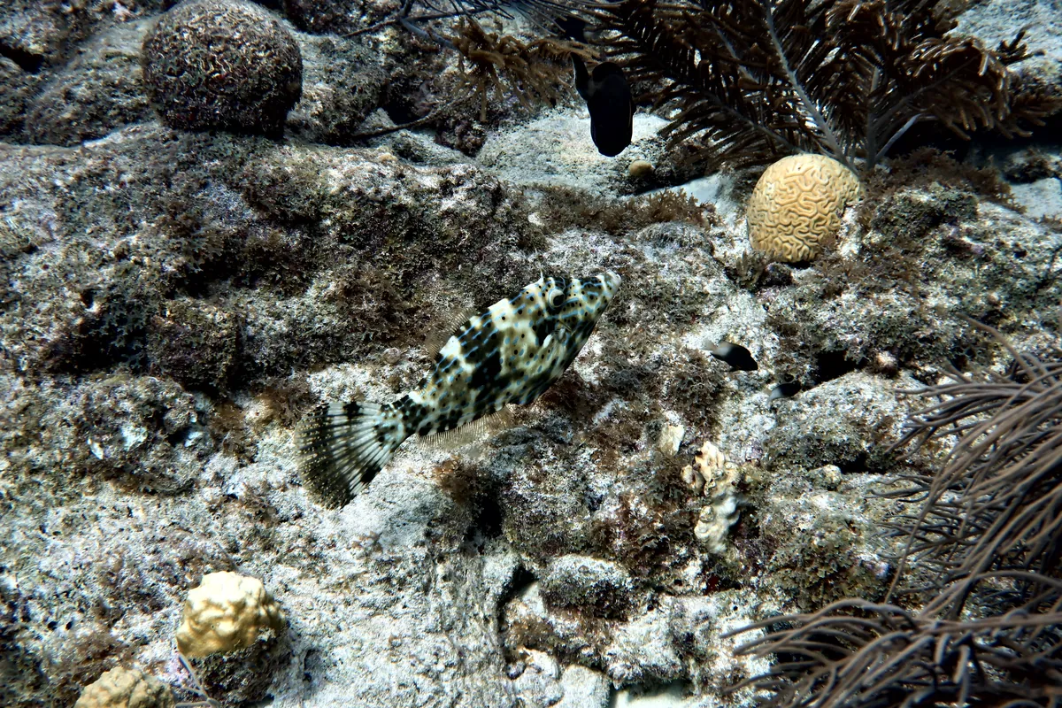Scrawled Filefish