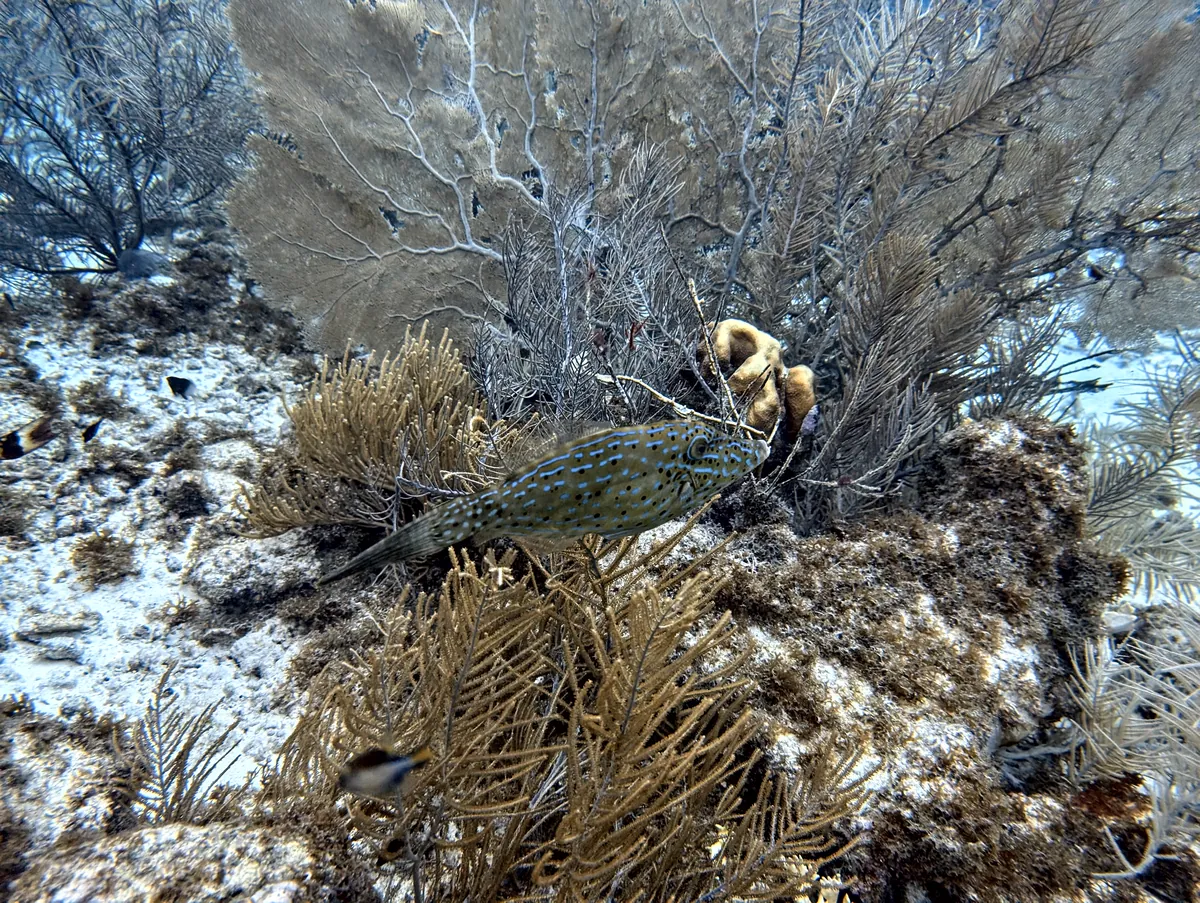 Scrawled Filefish