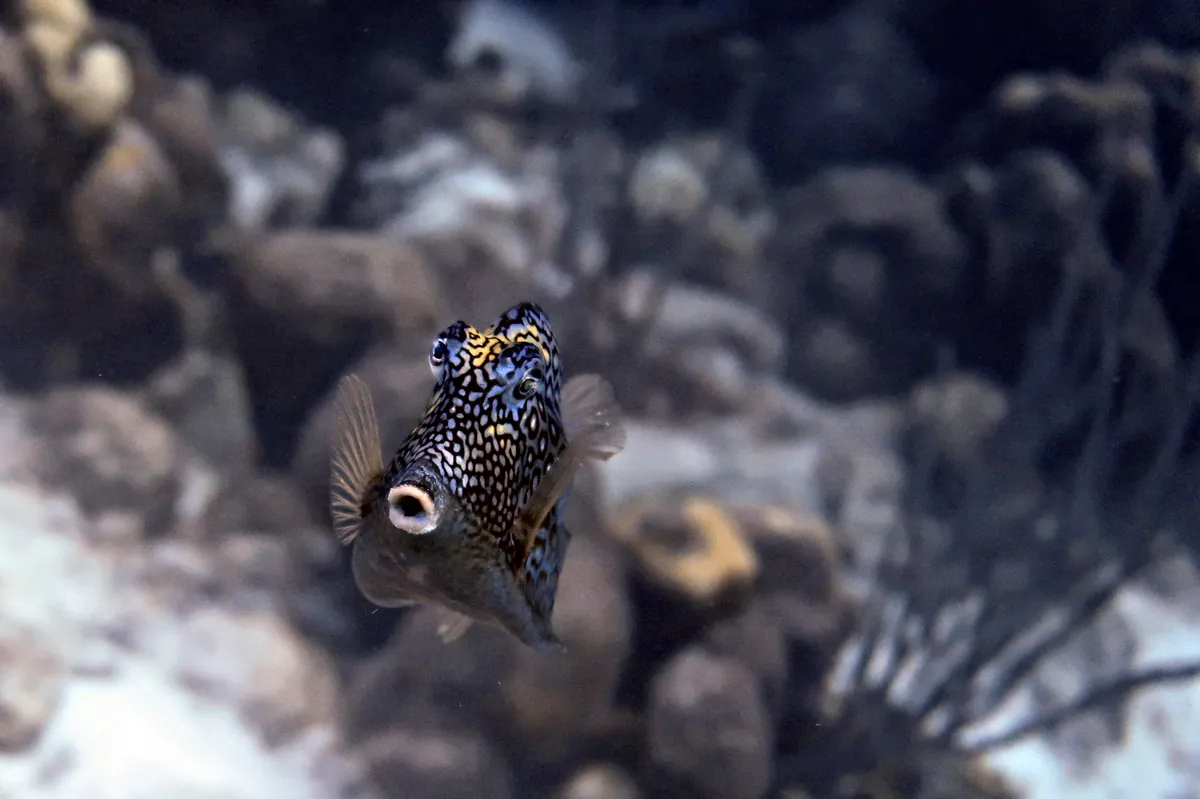 Honeycomb Cowfish