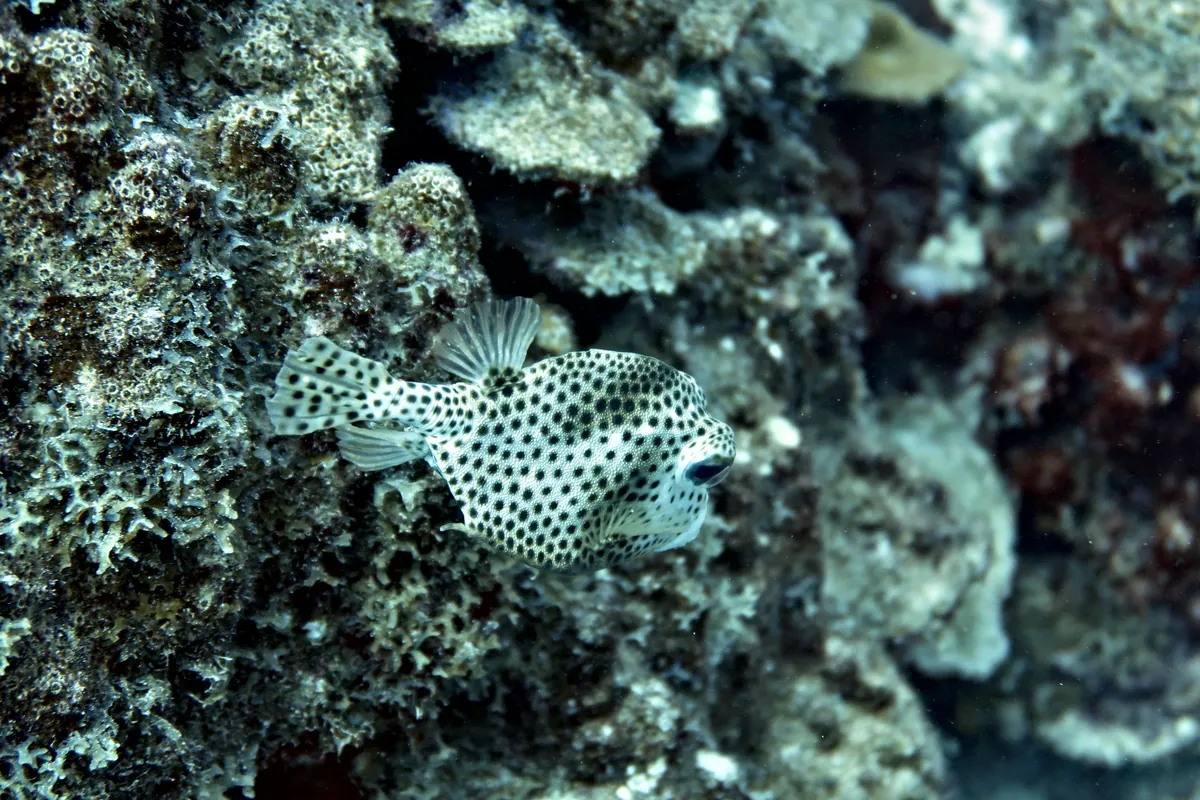 Spotted Trunkfish