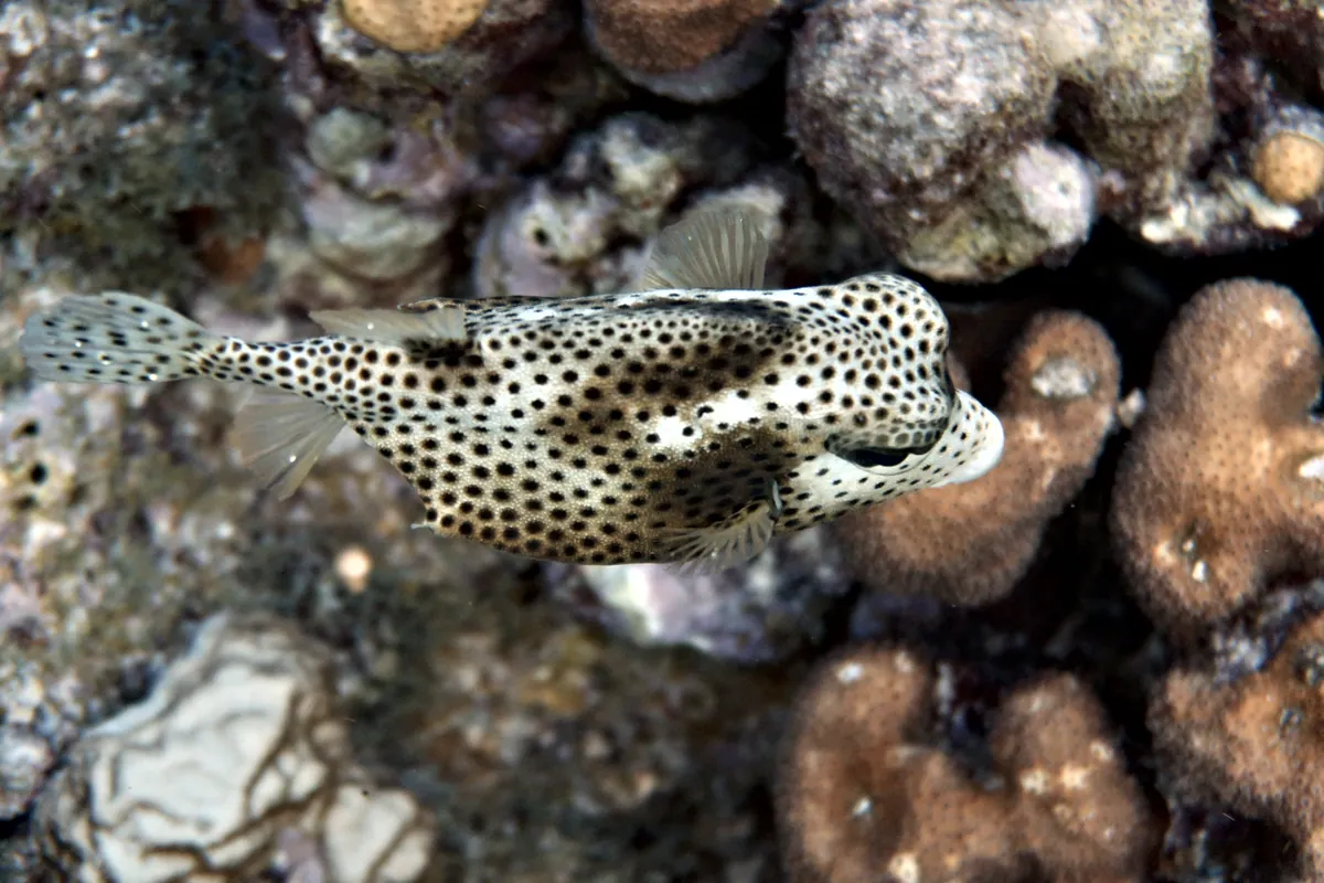 Spotted Trunkfish