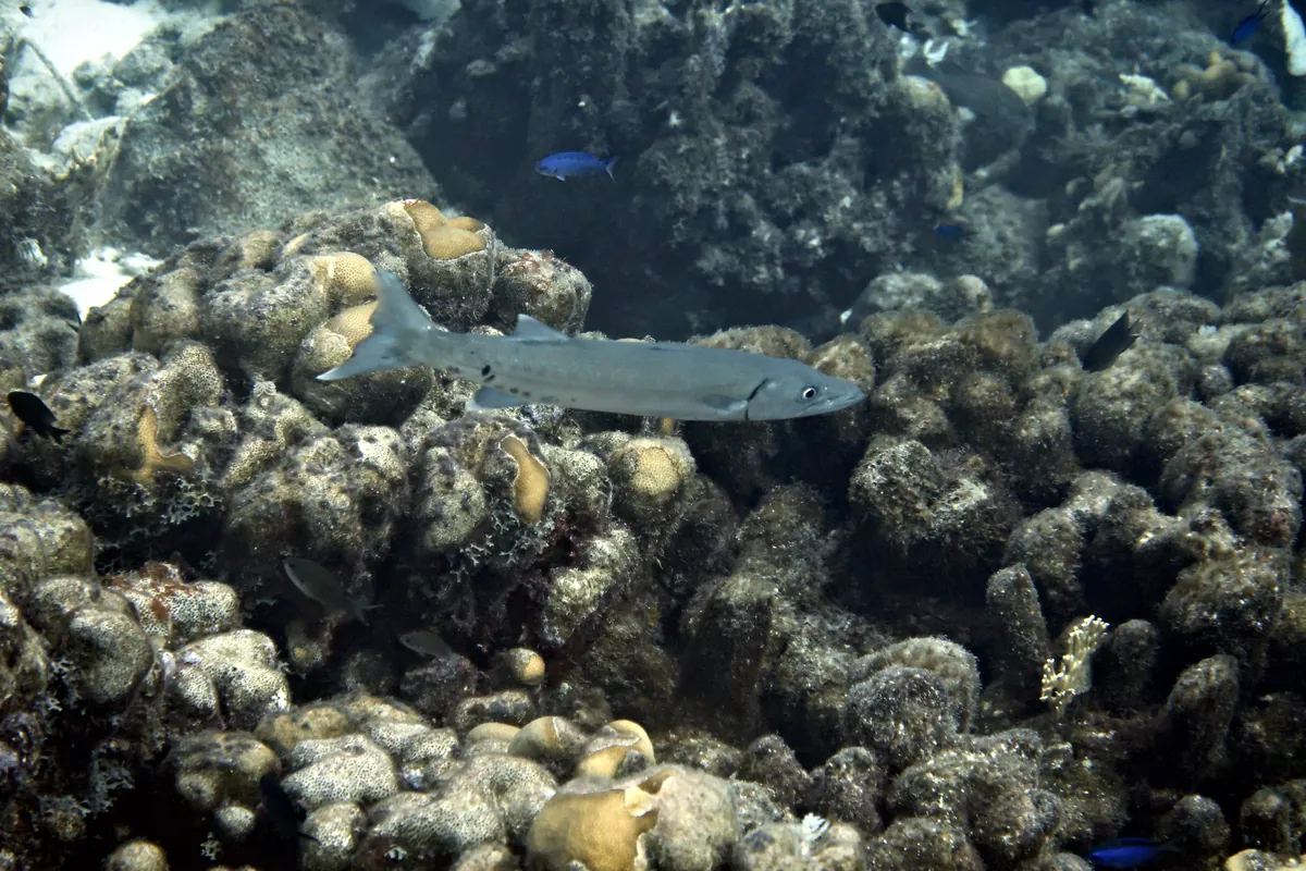 Great Barracuda