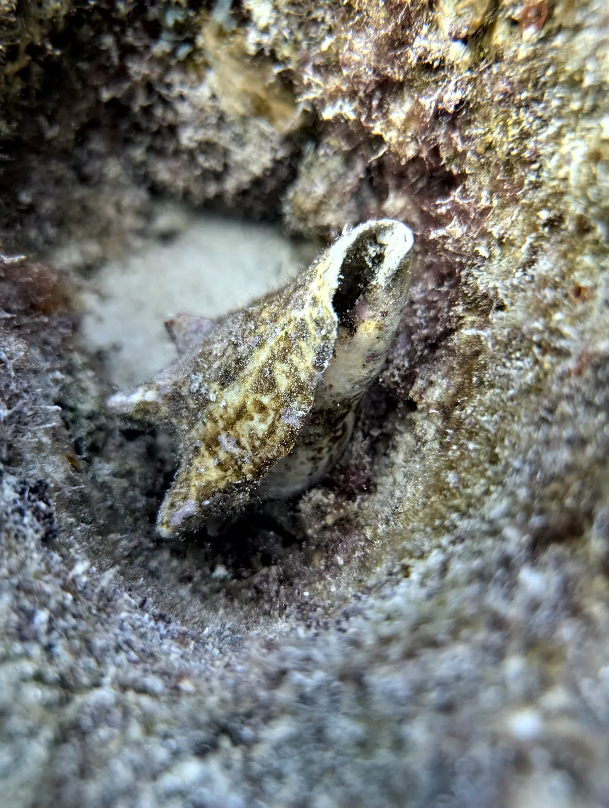 Queen Conch