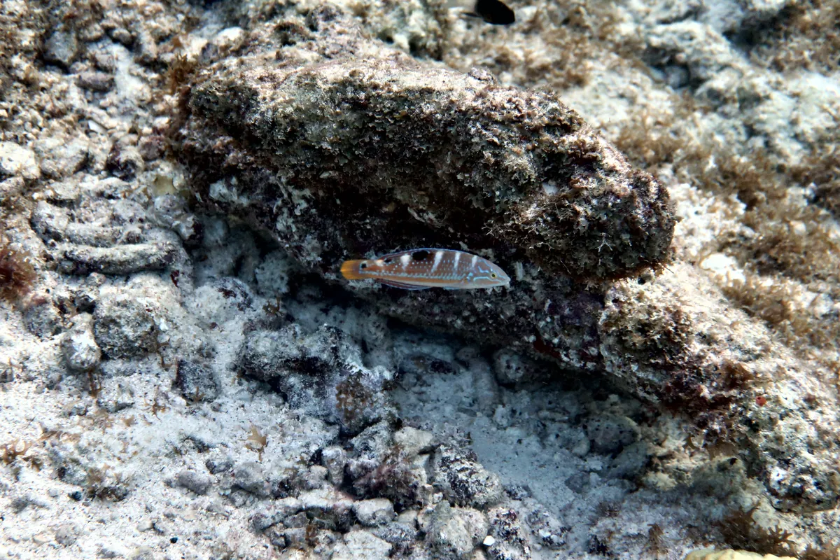 Puddingwife