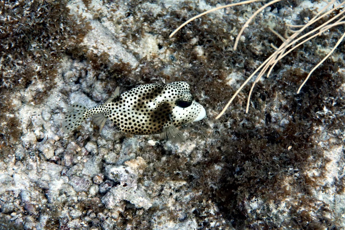 Spotted Trunkfish