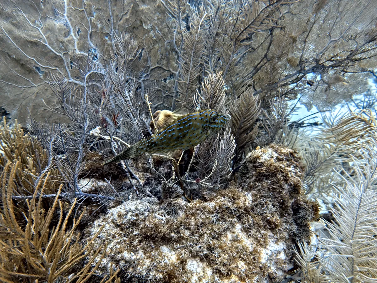 Scrawled Filefish