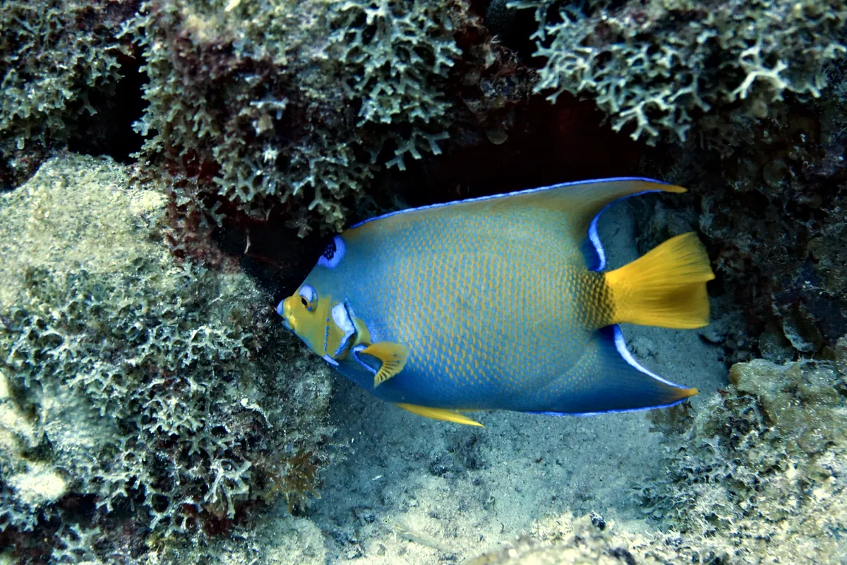 Queen Angelfish