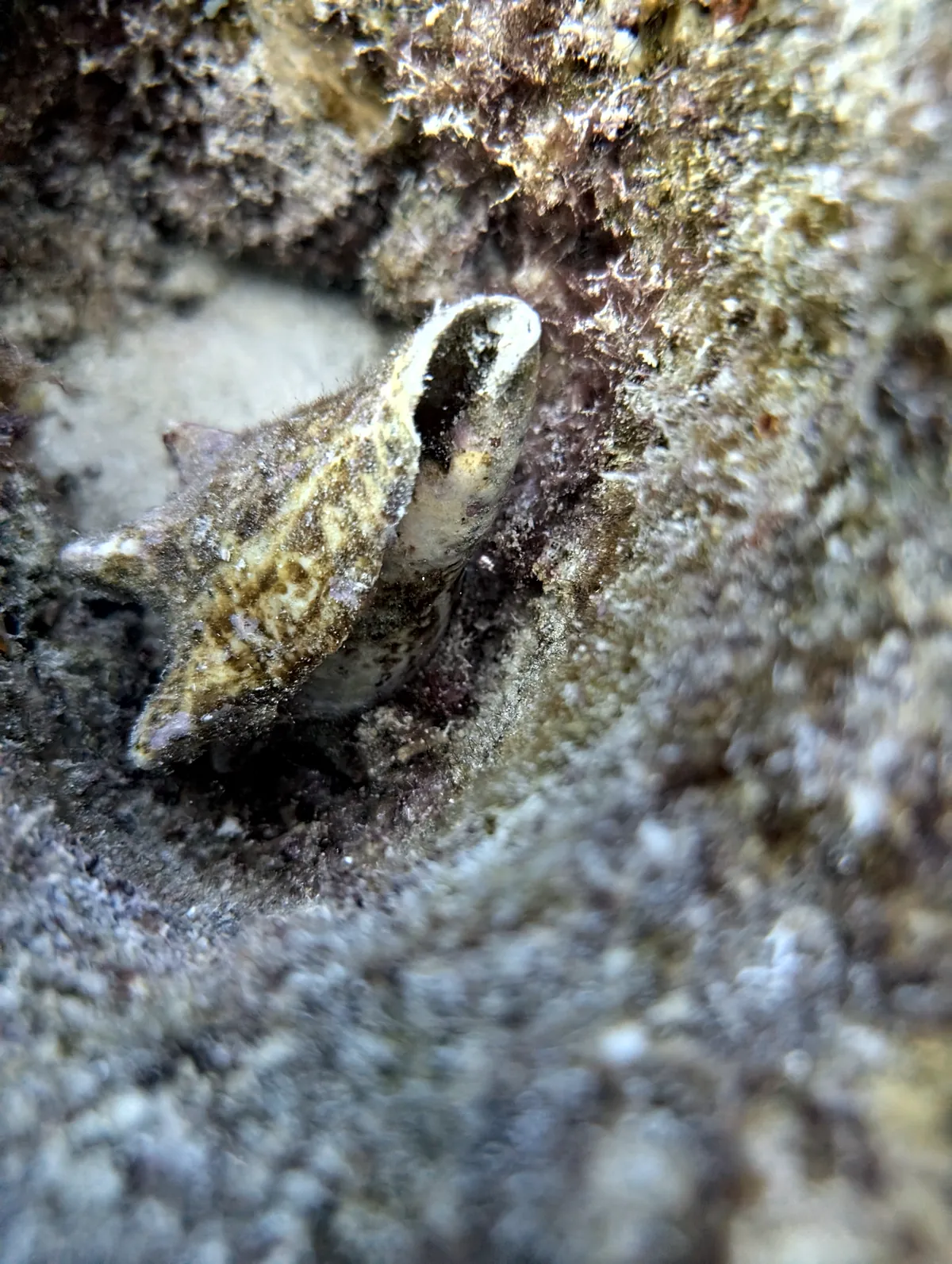 Queen Conch