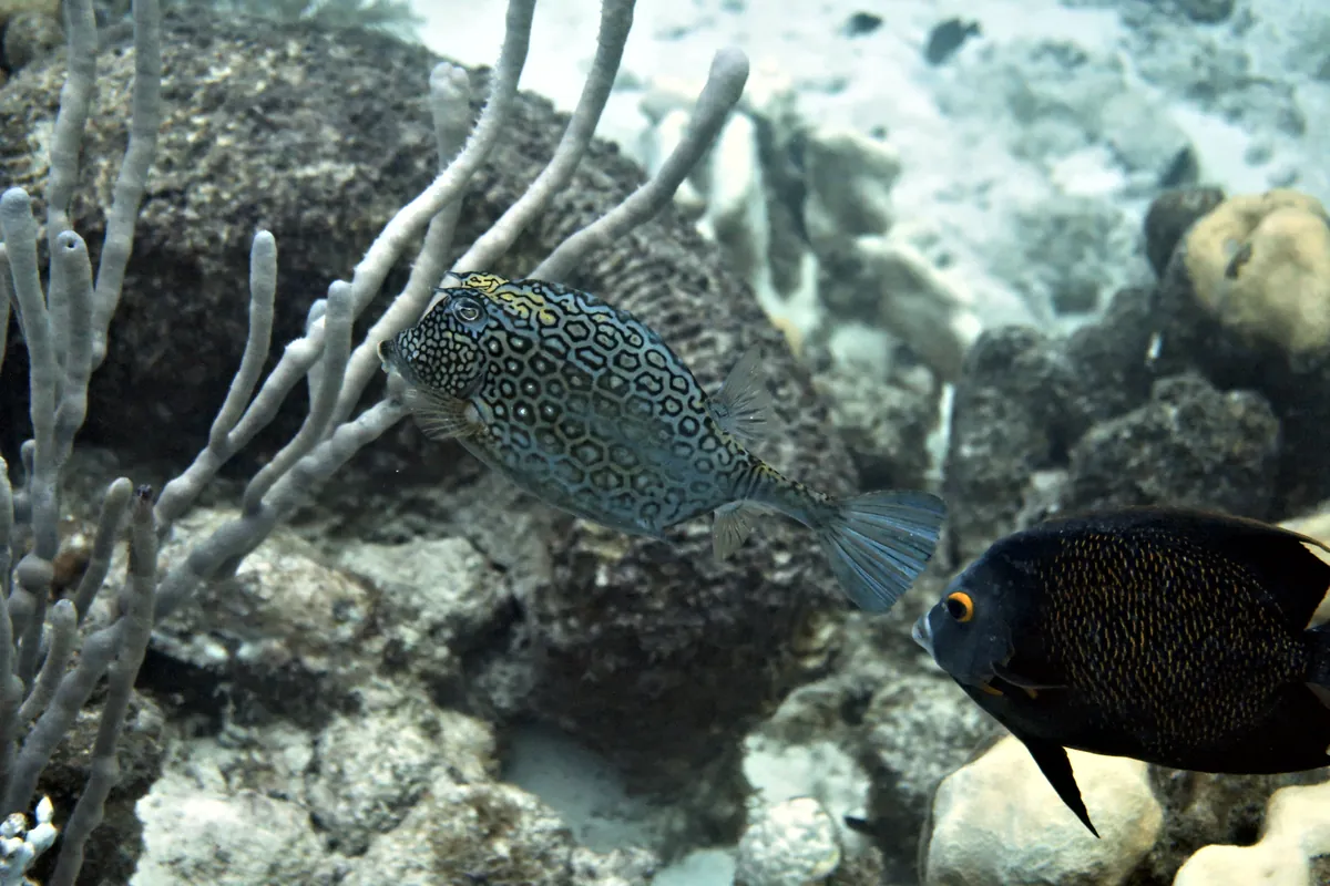 Honeycomb Cowfish