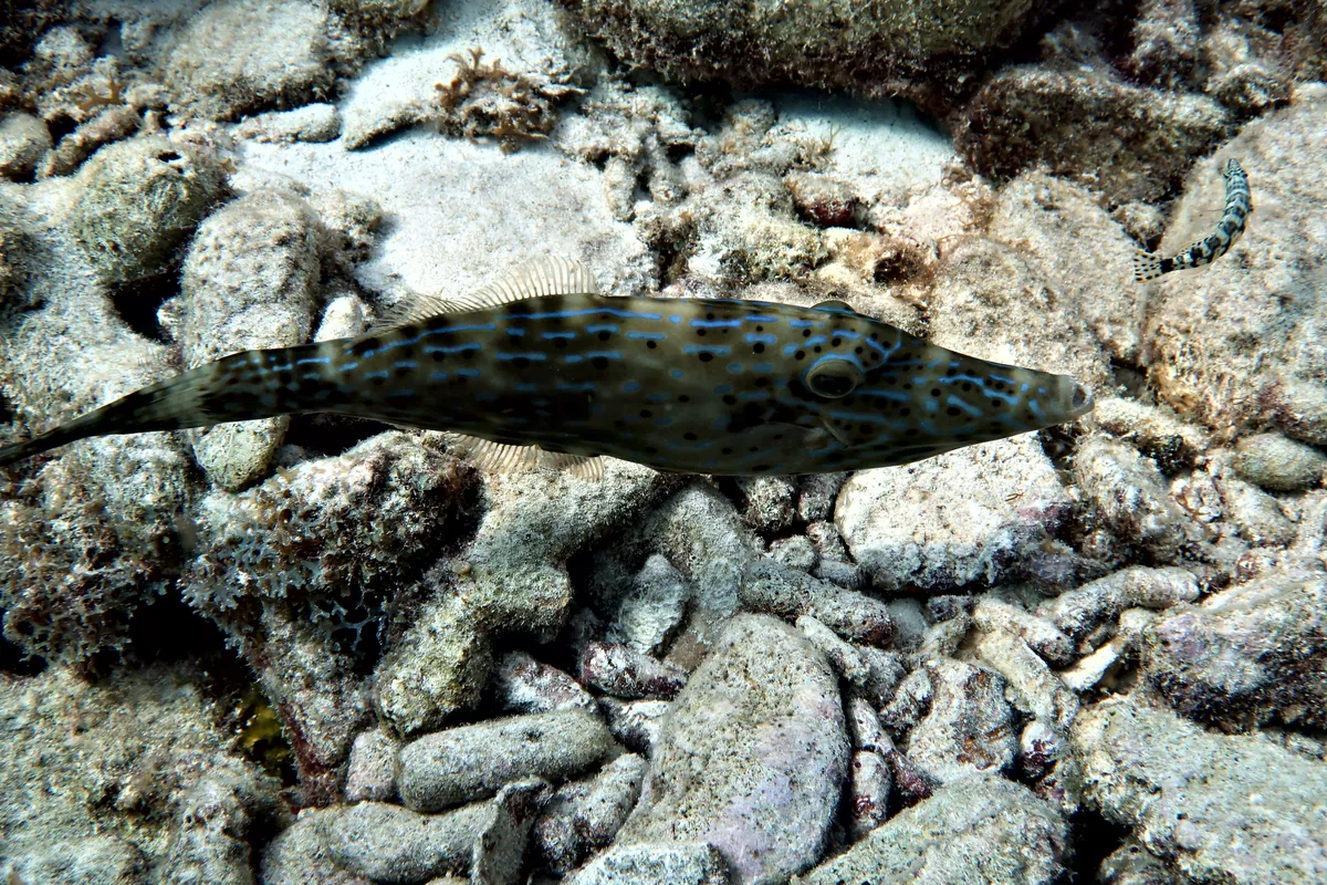 Scrawled Filefish