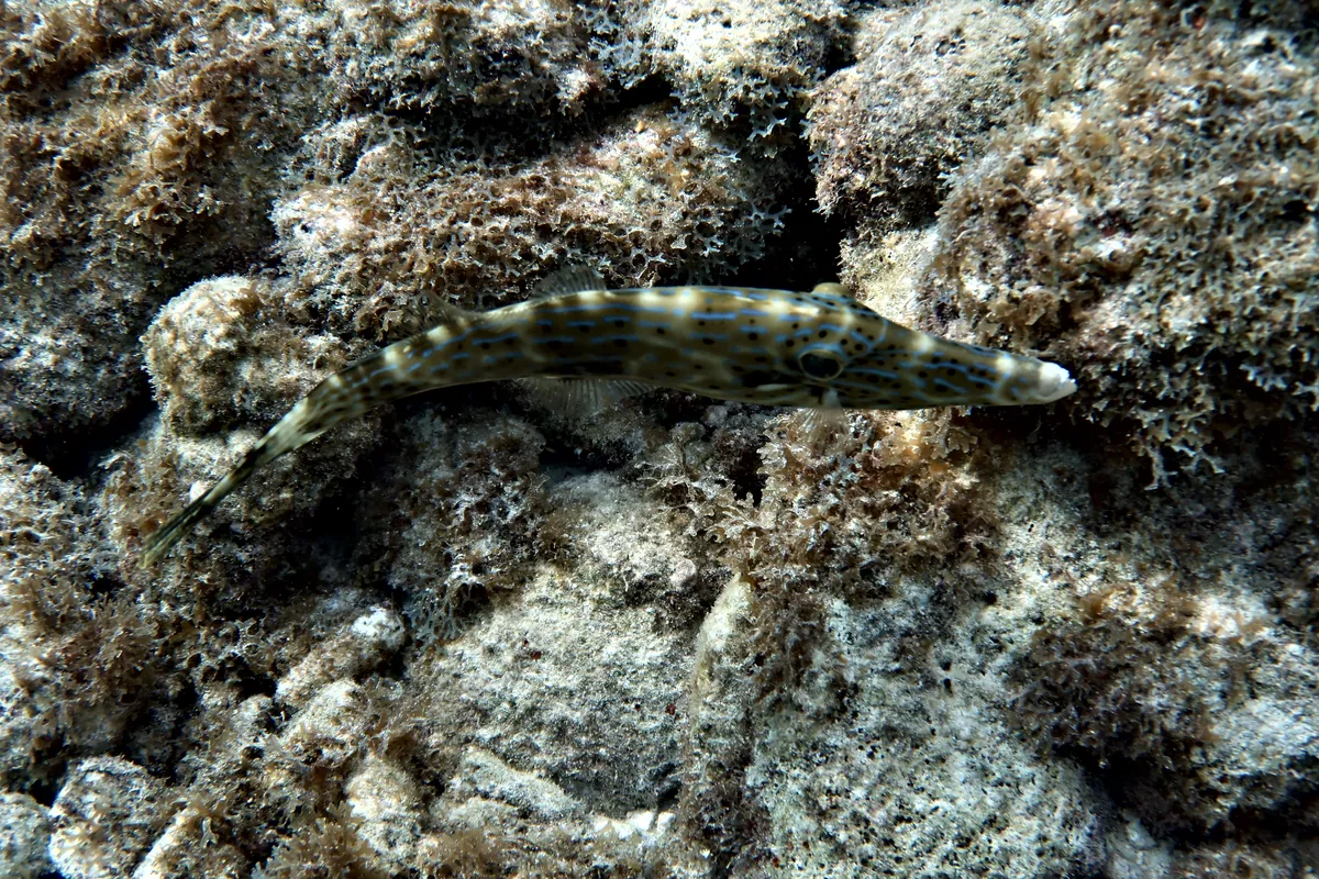 Scrawled Filefish