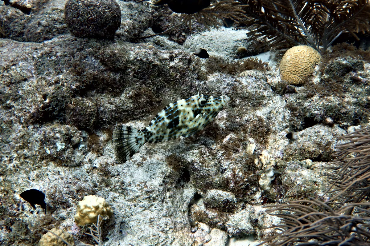 Scrawled Filefish