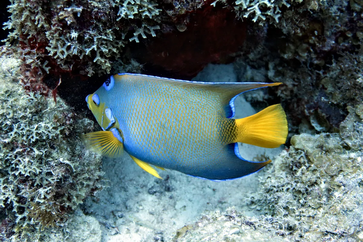 Queen Angelfish