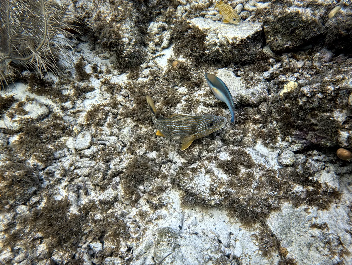 Bluestriped Grunt