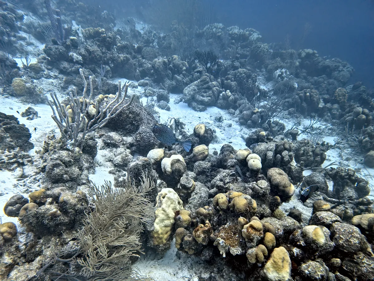Honeycomb Cowfish