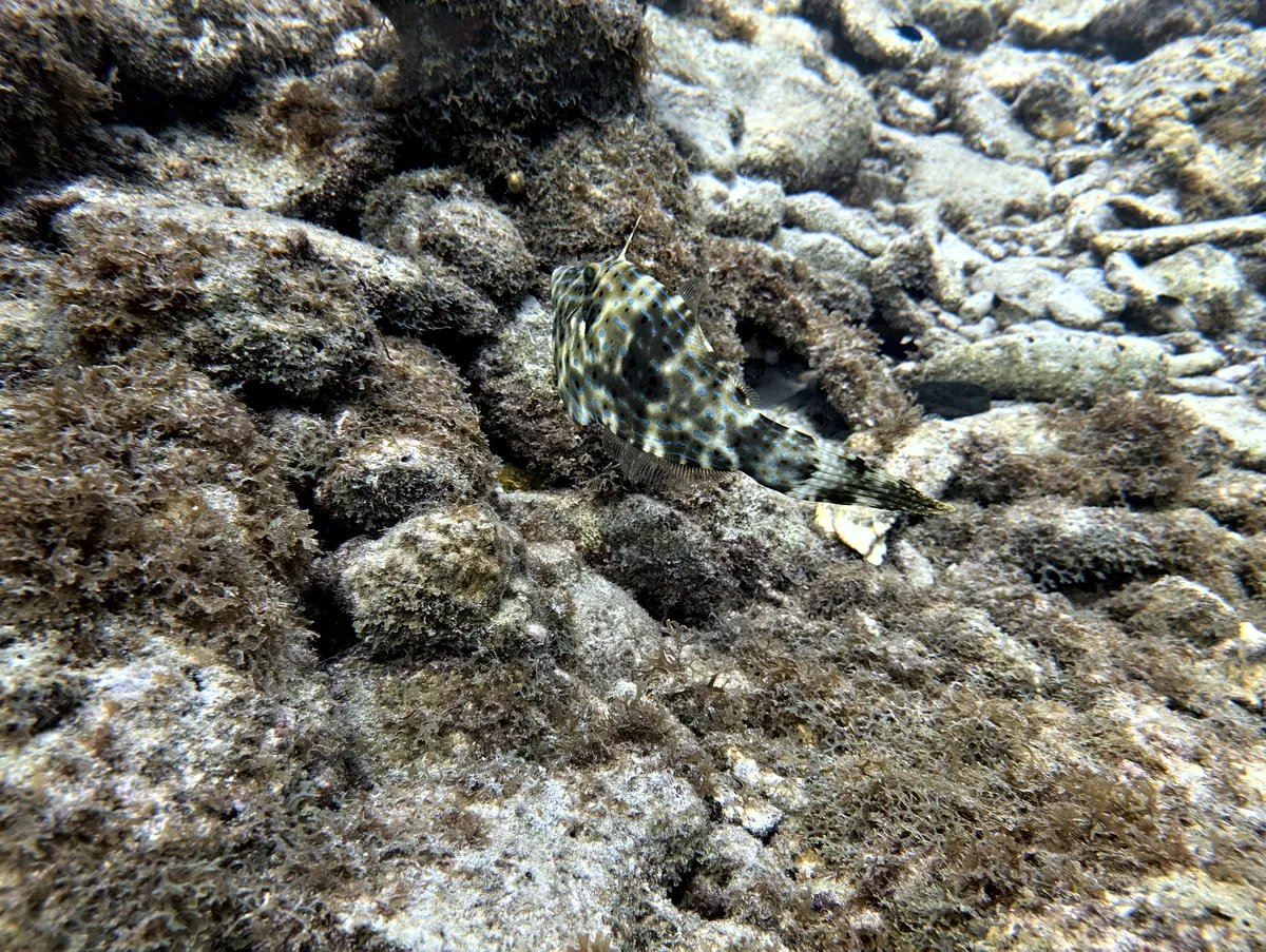 Scrawled Filefish