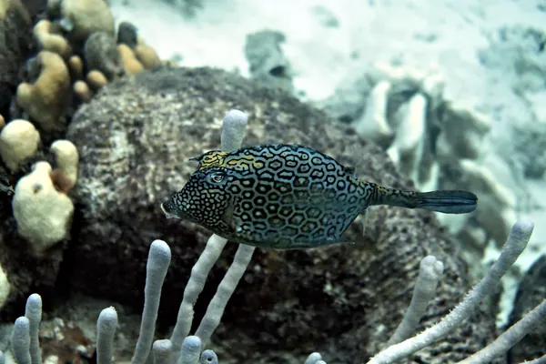 Honeycomb Cowfish