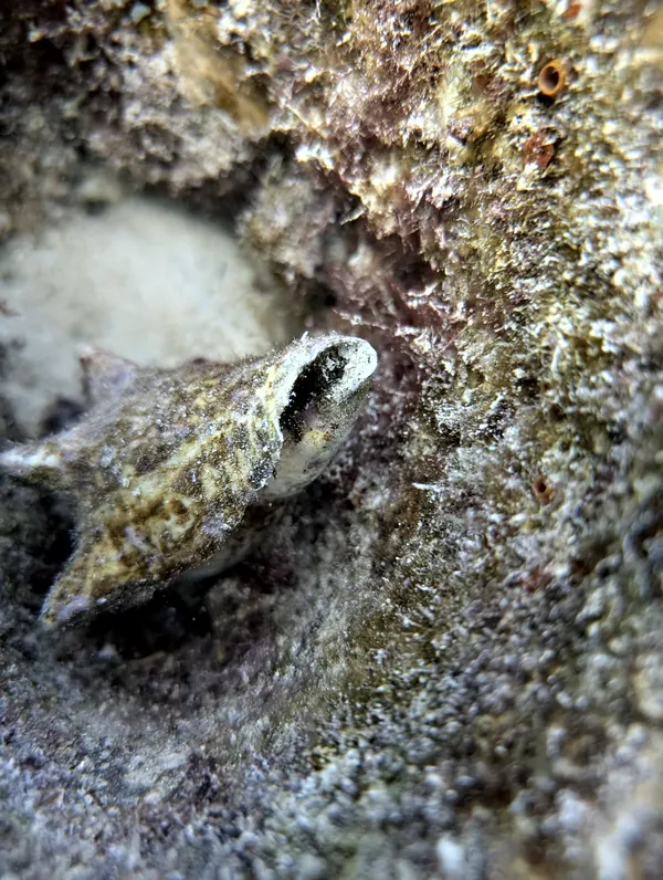 Queen Conch