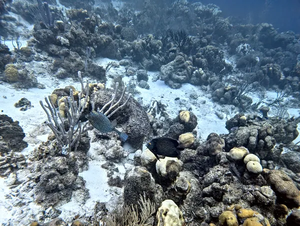 French Angelfish