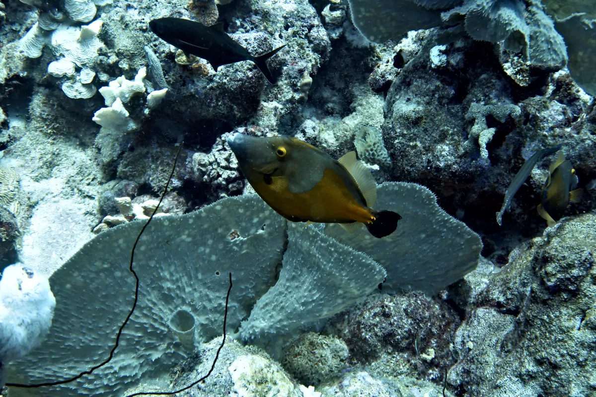 Whitespotted Filefish