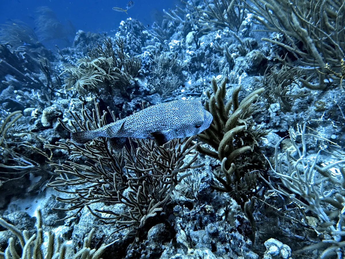 Porcupinefish