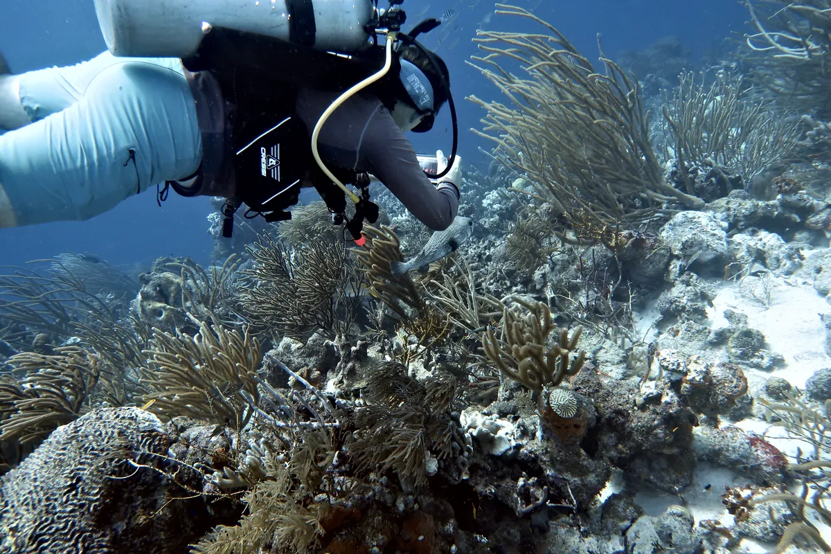 Porcupinefish